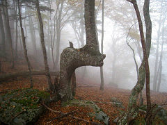 何かしゃべってる・・