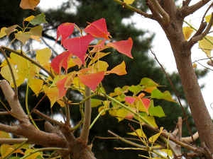 ちょびっとだけよ・・