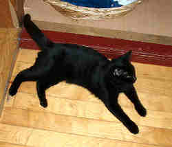 クロネコの・・宅急便！？商売敵だ・・