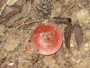 これ、裏山にもあるやつや