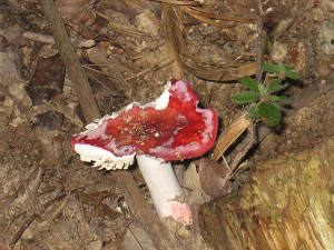 やっｐり・・食われてる・・