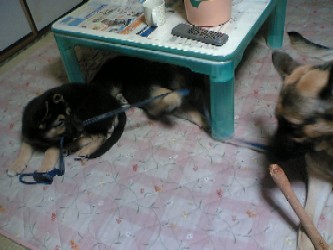 レンジャー部隊愛を散歩に誘う