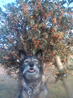エマと金木犀