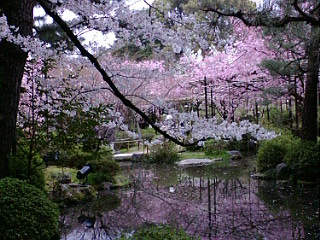 桜は美しいのだ