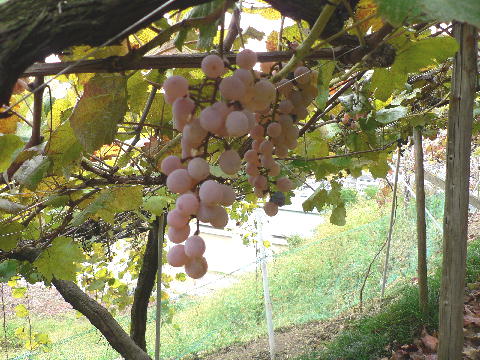 koshu