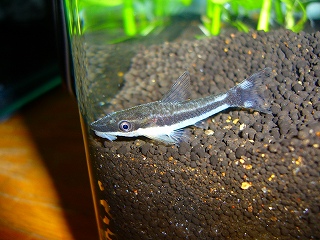 オトシンクルス