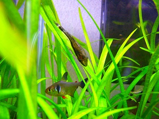 ブラックファンアトムとオトシンクルス