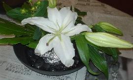 花２.jpg