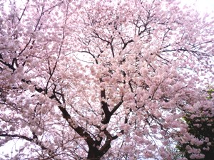 11.4.11-sakura