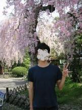 咲き誇る東北の桜（塩竈神社にて）