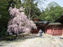 神社の桜（塩竈神社にて）