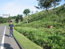 エゾシカとの遭遇（知床五湖駐車場入り口にて）