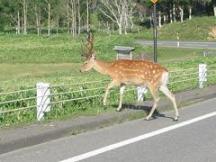 道路を横断するエゾシカ（知床五湖駐車場入り口にて）