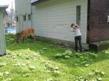 羅臼町の民家の裏にて