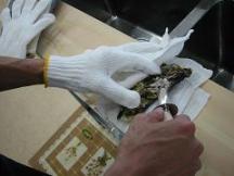 金華山のかき（松木かき店にて）