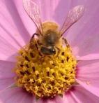 なばなの里ミツバチ