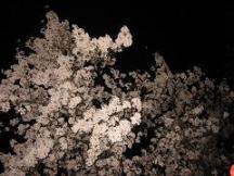 国府宮の夜桜