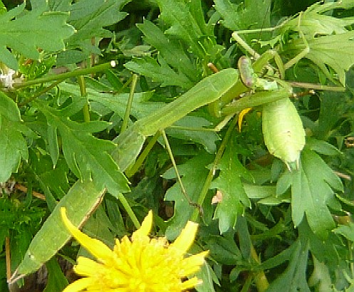 カマキリの共食い.jpg