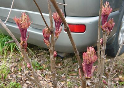 芍薬の芽.jpg