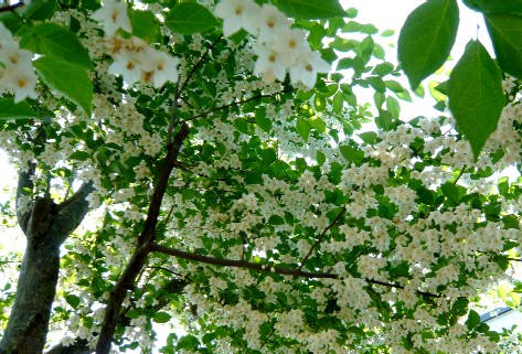 エゴの花満開１１日.jpg