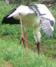 兵庫県立コウノトリの郷公園