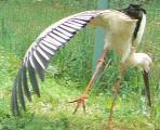 兵庫県立コウノトリの郷公園