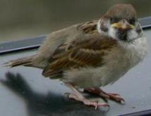 スズメ幼鳥