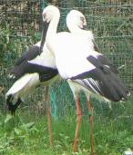 兵庫県立コウノトリの郷公園