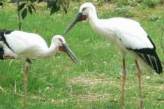 兵庫県立コウノトリの郷公園