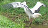 兵庫県立コウノトリの郷公園