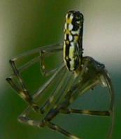 ジョロウグモ幼体