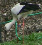 兵庫県立コウノトリの郷公園