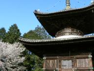 蓮台寺多宝塔と桜