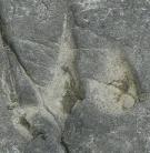 シカ足跡化石
