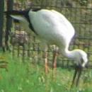 兵庫県立コウノトリの郷公園