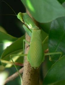 ハラビロカマキリ