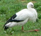 兵庫県立コウノトリの郷公園