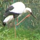 兵庫県立コウノトリの郷公園