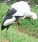 兵庫県立コウノトリの郷公園