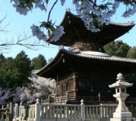 蓮台寺多宝塔桜