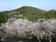 由加山桜園地