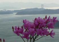 コバノミツバツツジと瀬戸大橋