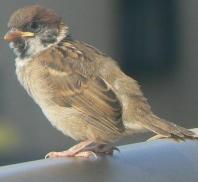 スズメ幼鳥