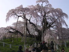 満開の滝桜.jpg