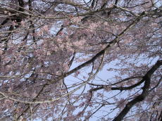 風に揺れる満開の滝桜.jpg