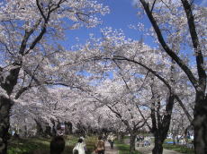 開成山の桜