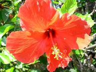Hibiscus.JPG