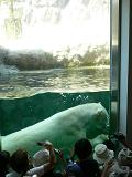 旭川市旭山動物園＊北極熊くんモグモグタイム１.JPG