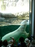 旭川市旭山動物園＊北極熊くんモグモグタイム２.JPG