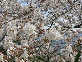 20070406＊東名高速・浜名湖SAの桜.JPG